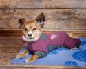 Dog Helios 'Rufflex' Mediumweight 4-Way-Stretch Breathable Full Bodied Performance Dog Warmup Track Suit